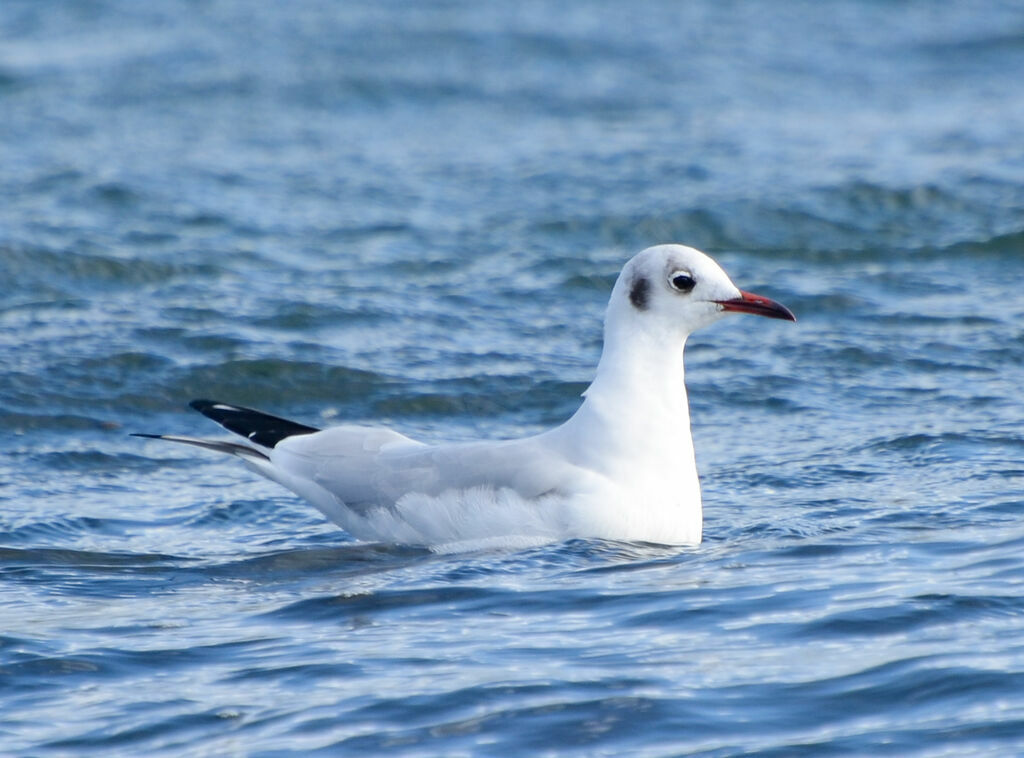 Mouette rieuse