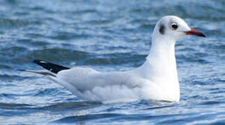 Mouette rieuse