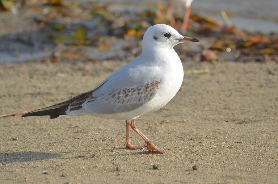 Mouette rieusesubadulte, identification