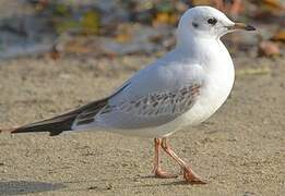 Mouette rieuse