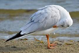 Mouette rieuse