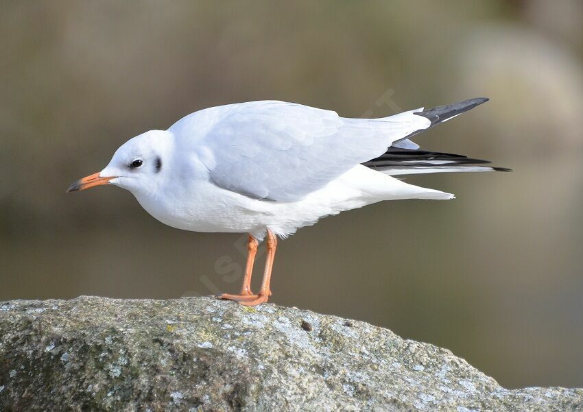 Mouette rieuseadulte, identification