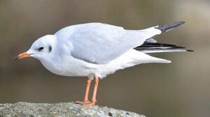 Mouette rieuse