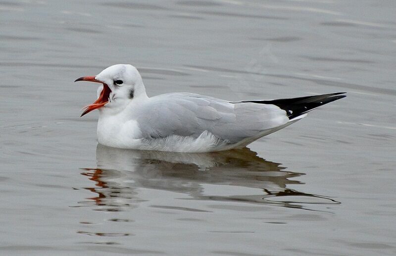 Mouette rieuse, Comportement