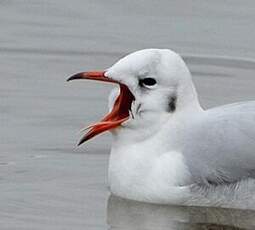 Mouette rieuse