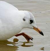 Mouette rieuse