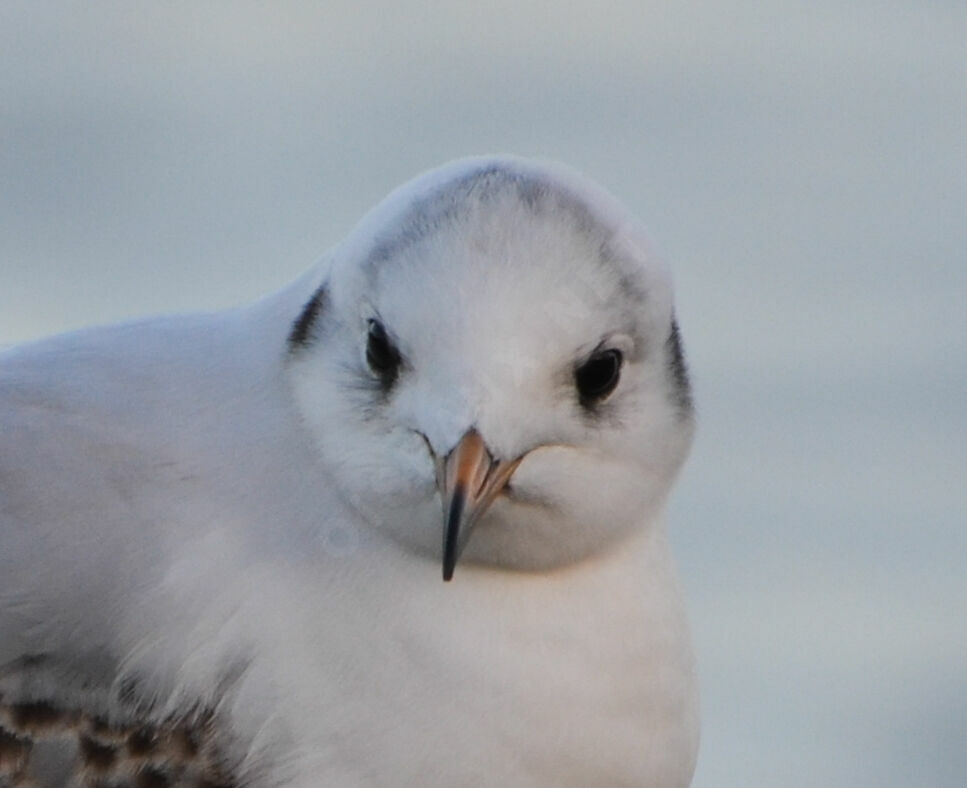 Mouette rieuseimmature, identification