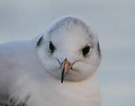 Mouette rieuse