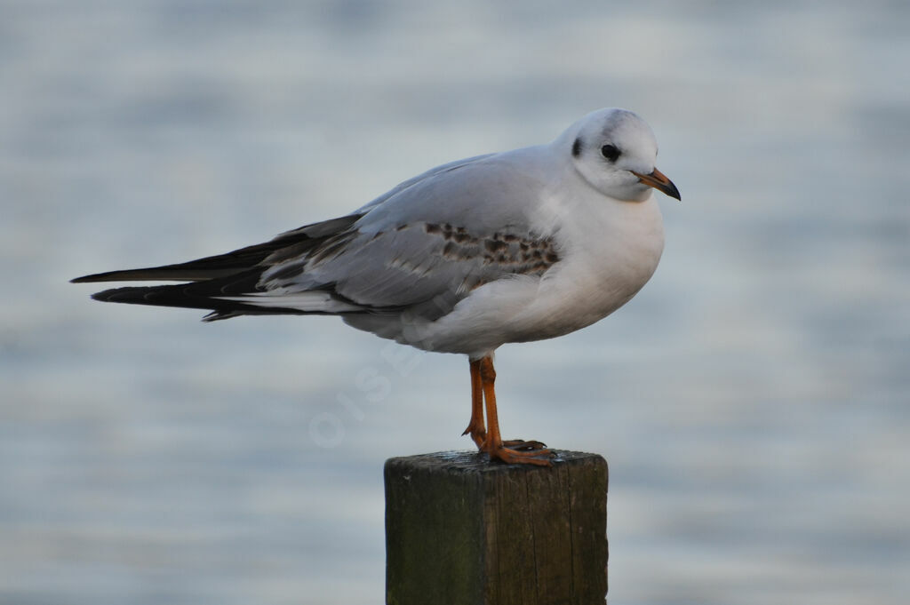 Black-headed Gullimmature, identification