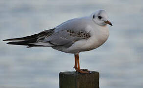 Mouette rieuse