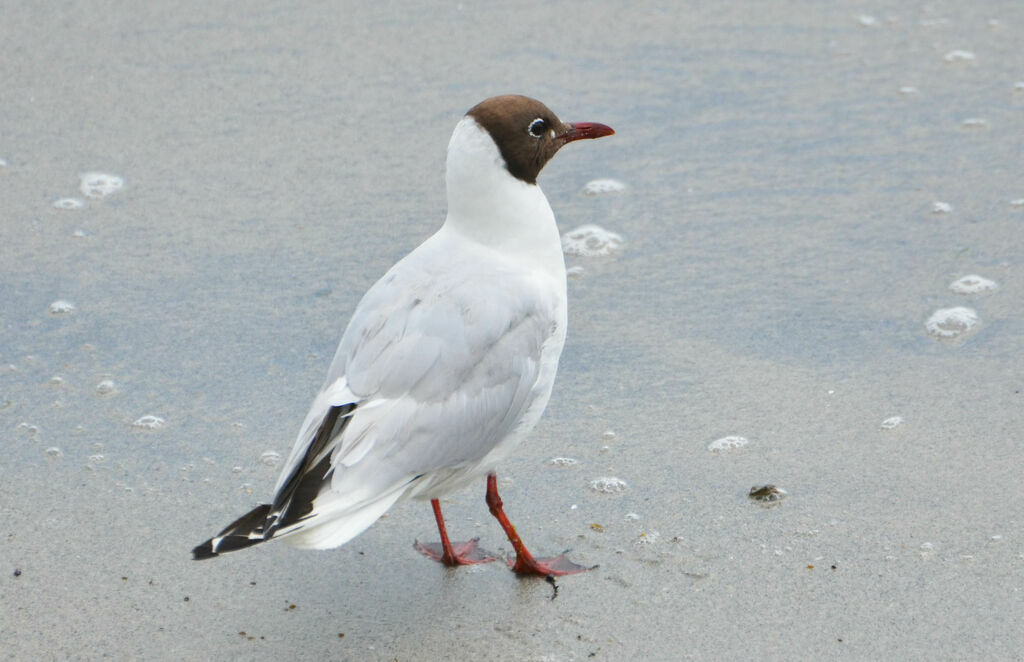 Mouette rieuseadulte