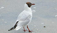 Mouette rieuse