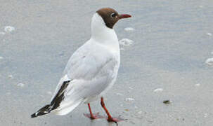 Black-headed Gull