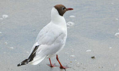 Mouette rieuse