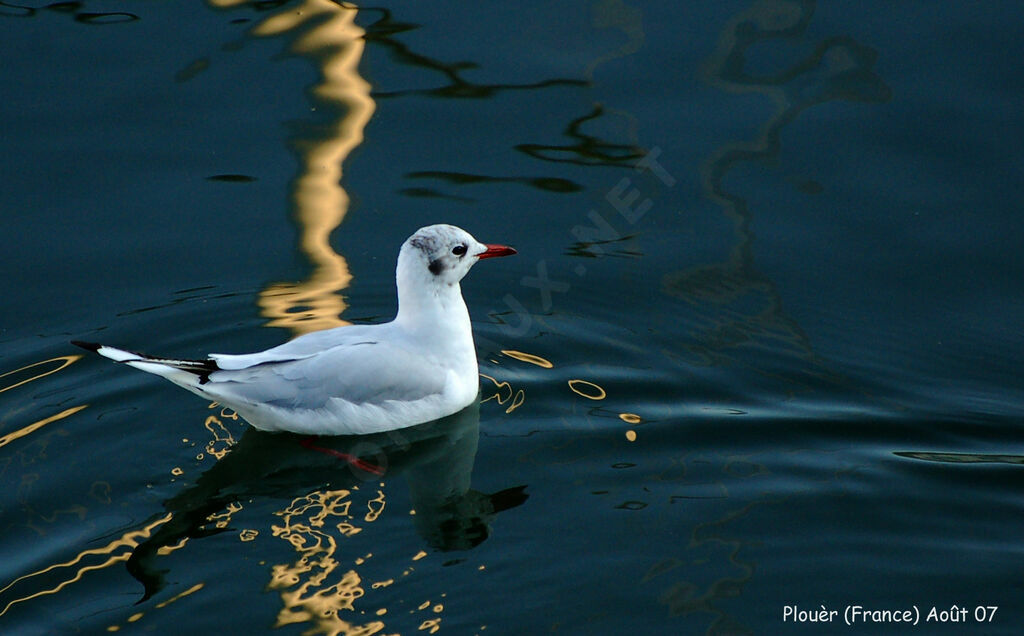 Mouette rieuse