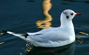 Mouette rieuse