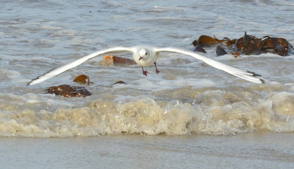 Mouette rieuseadulte, Vol