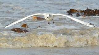 Mouette rieuse