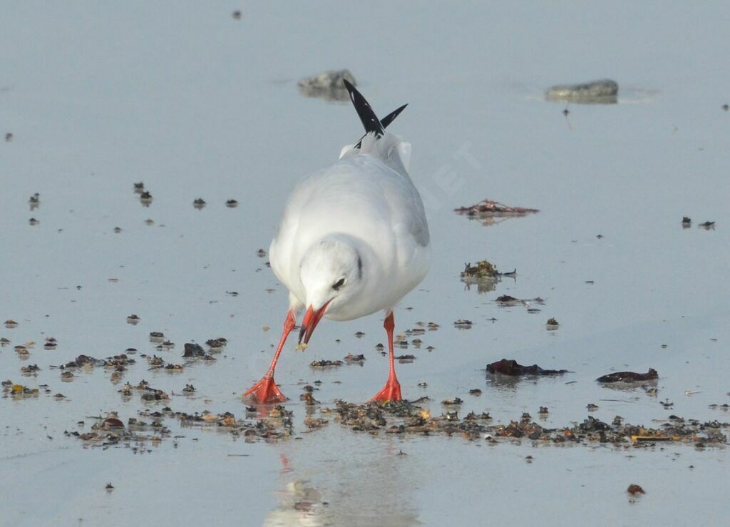 Mouette rieuseadulte, identification