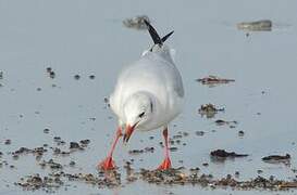 Mouette rieuse