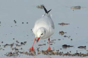 Mouette rieuse