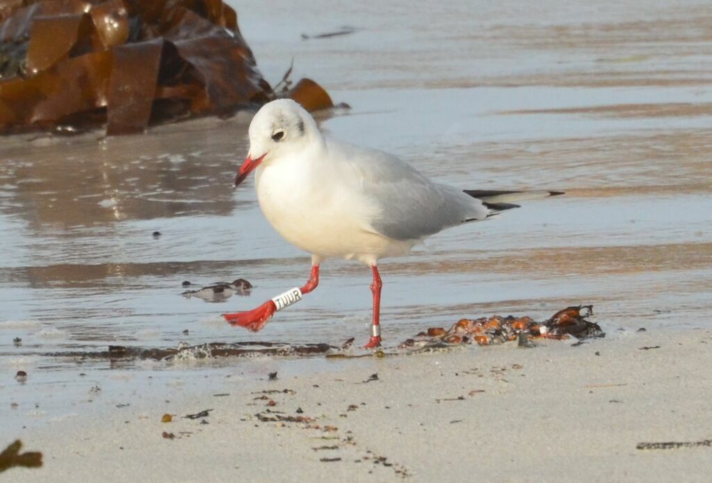 Mouette rieuseadulte