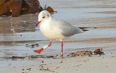 Mouette rieuse