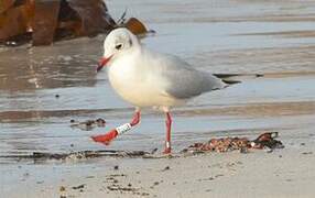 Mouette rieuse