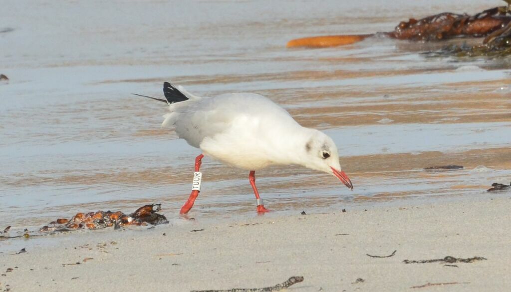 Mouette rieuseadulte