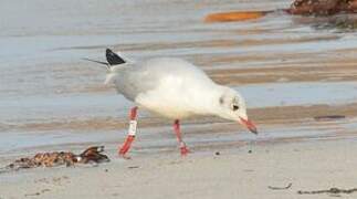 Mouette rieuse