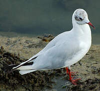 Mouette rieuse