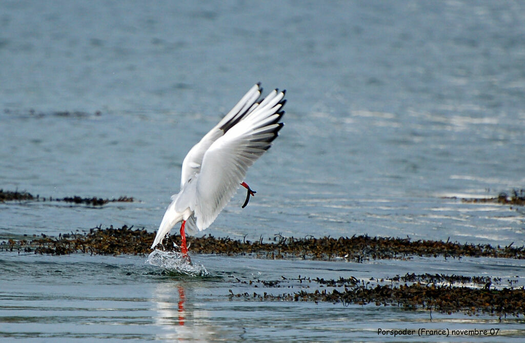 Mouette rieuse