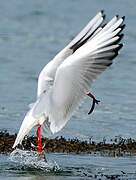 Mouette rieuse