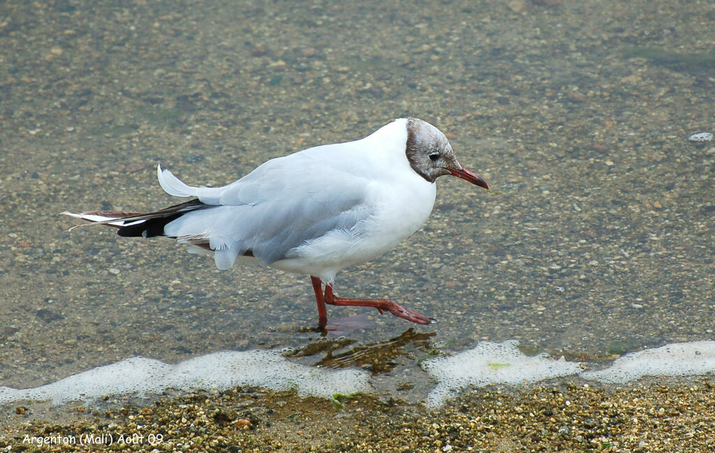 Mouette rieuseadulte, identification