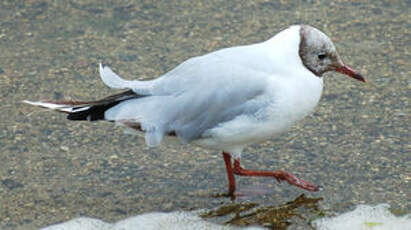 Mouette rieuse