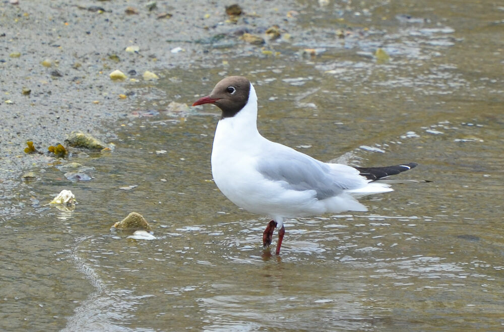 Mouette rieuseadulte