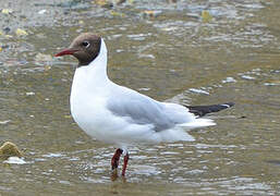 Mouette rieuse