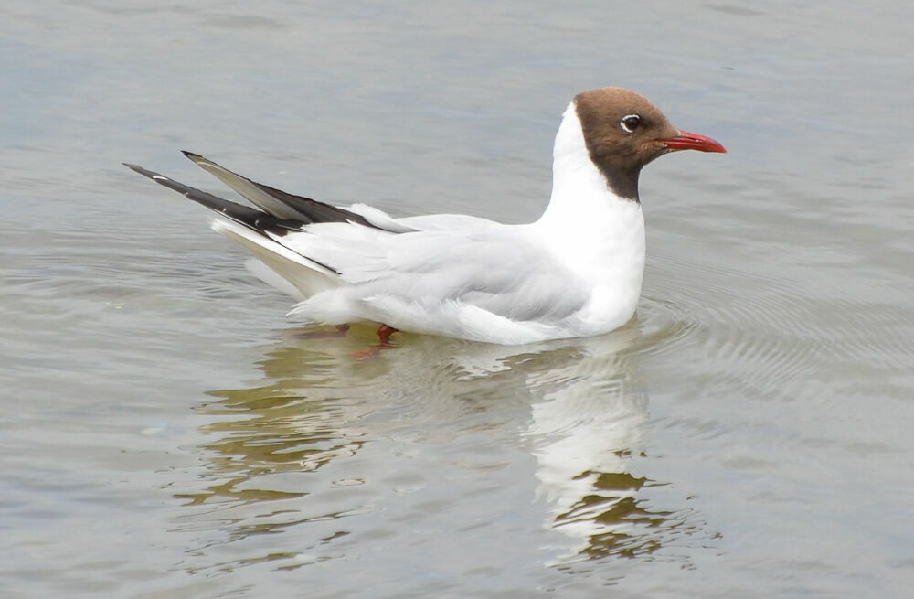 Mouette rieuseadulte, identification