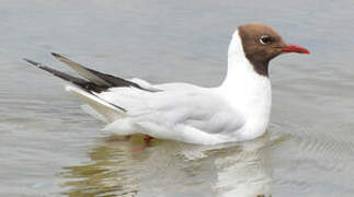 Black-headed Gull