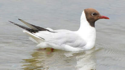 Mouette rieuse