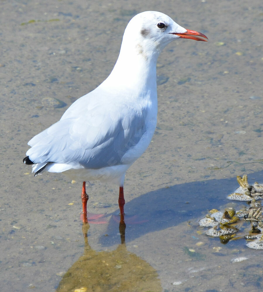 Mouette rieuse