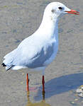 Mouette rieuse