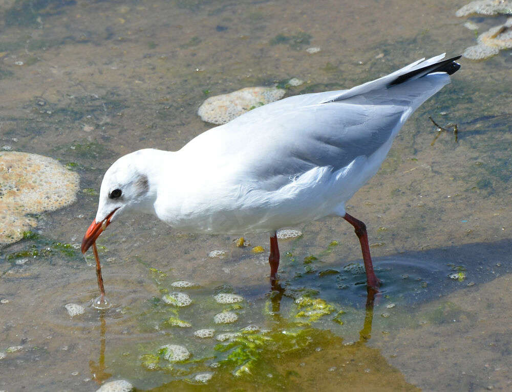 Mouette rieuse