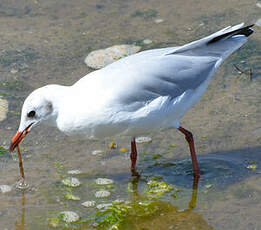 Mouette rieuse