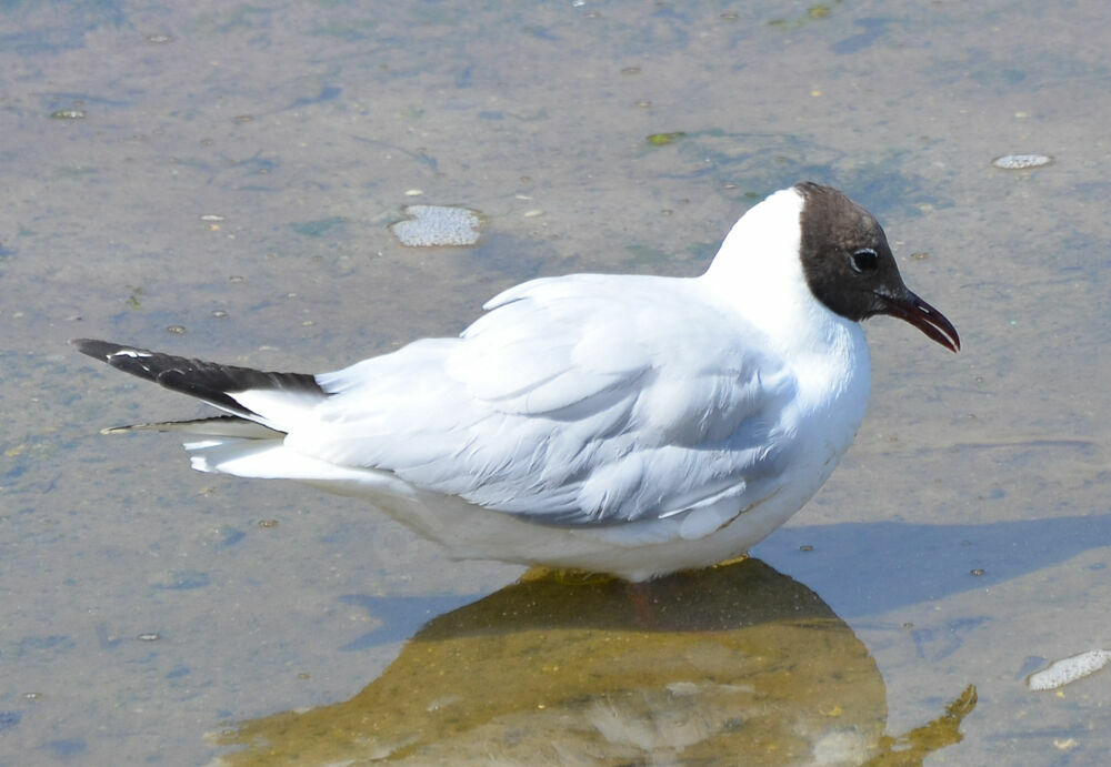 Mouette rieuseadulte