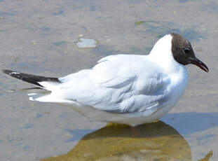Mouette rieuse