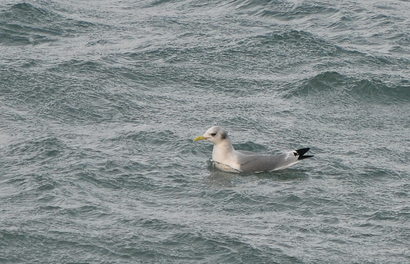 Mouette tridactyleadulte internuptial