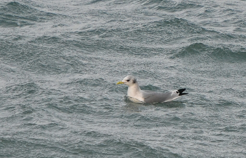 Black-legged Kittiwakeadult post breeding