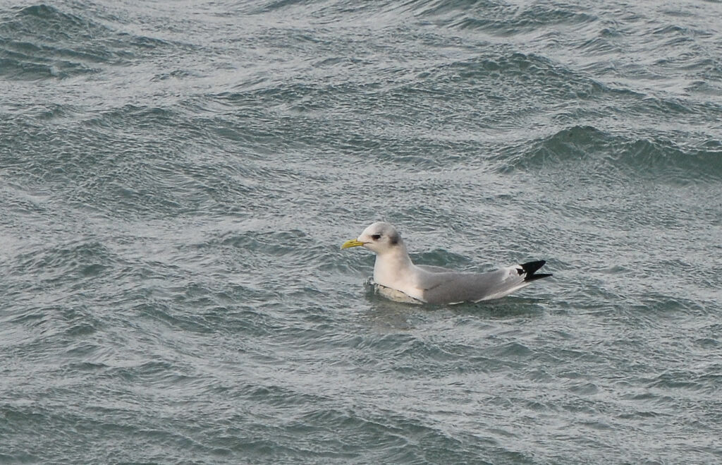 Black-legged Kittiwakeadult post breeding