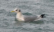 Mouette tridactyle